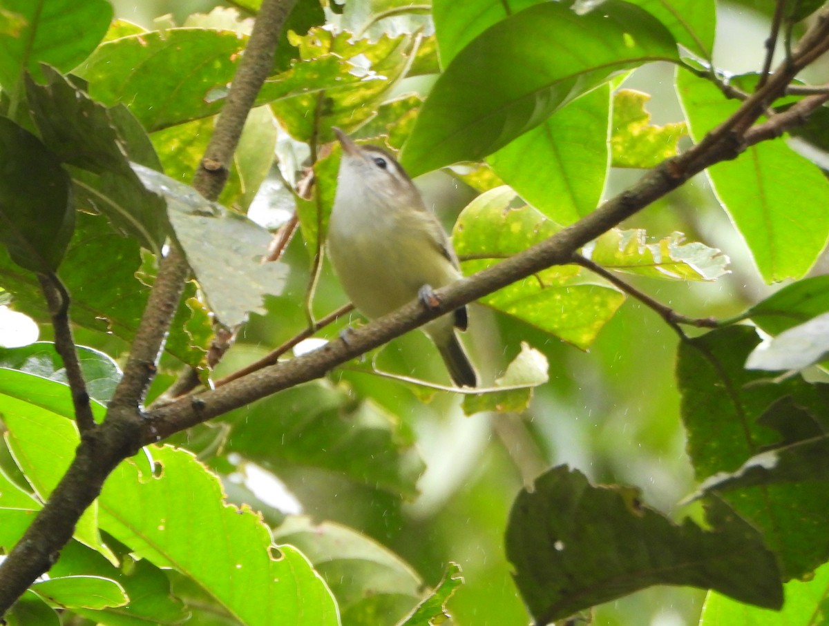 Brown-capped Vireo - ML646602694