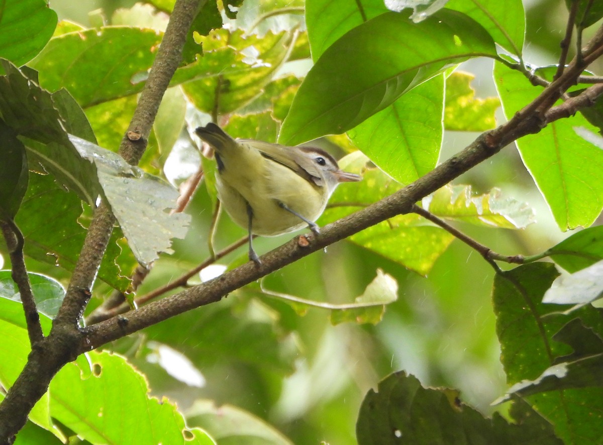 Brown-capped Vireo - ML646602695