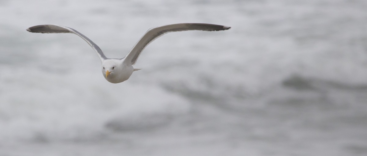 gull sp. - ML646602696