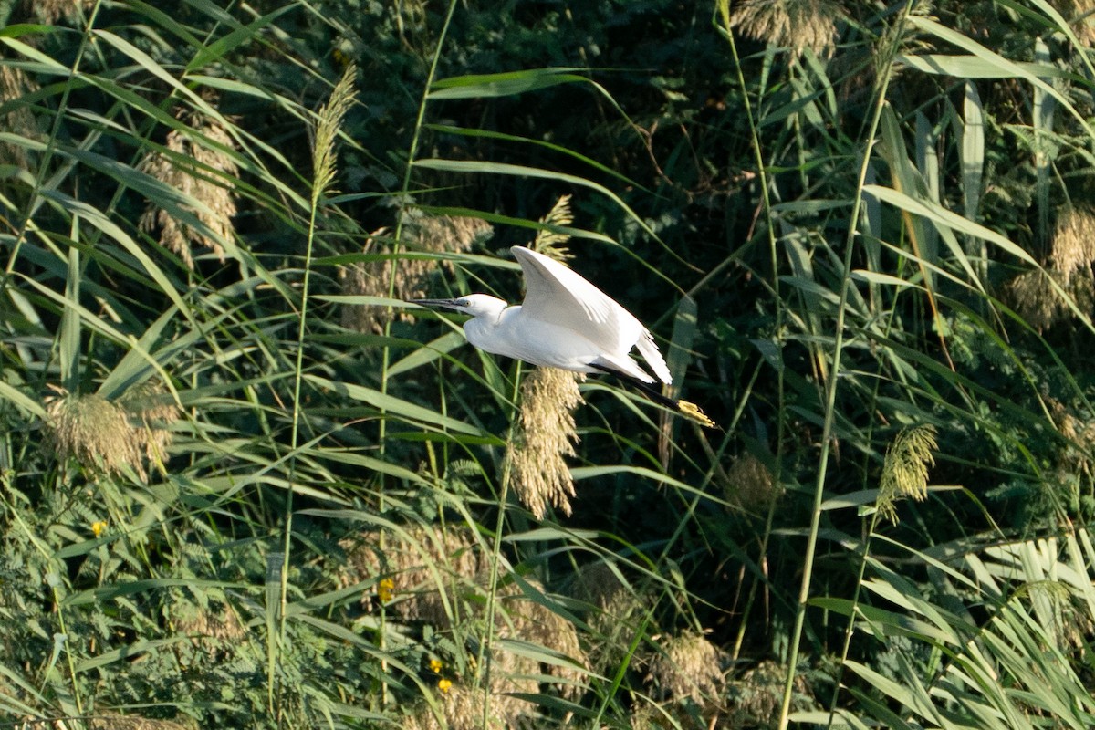 Little Egret - ML646602697