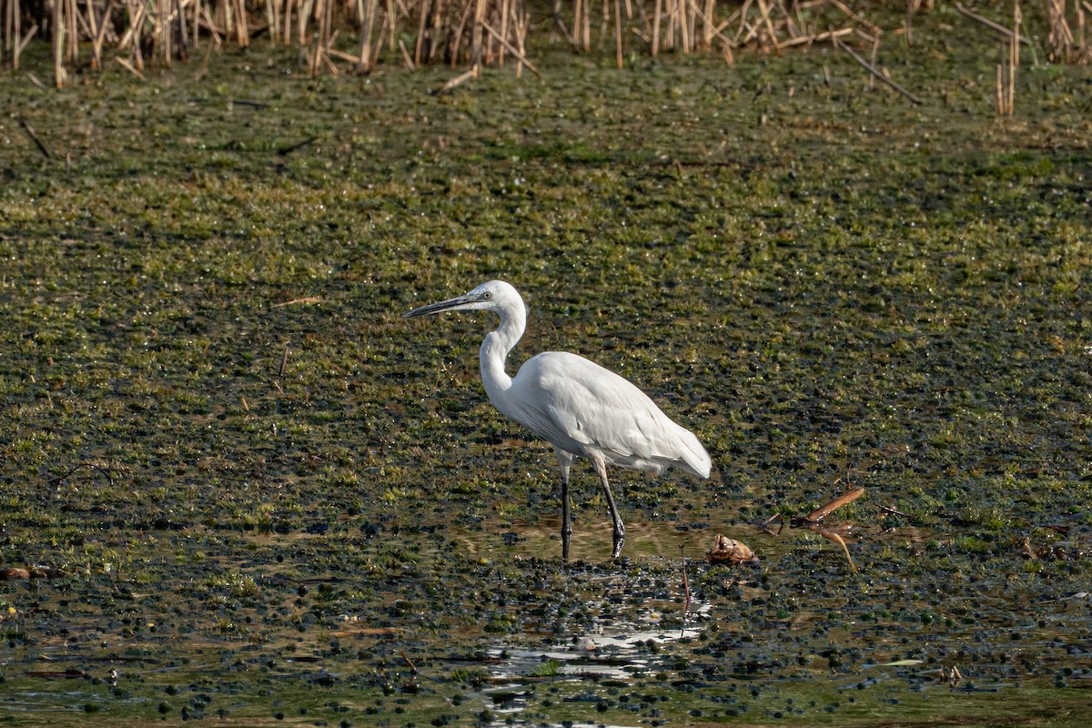 Little Egret - ML646602698