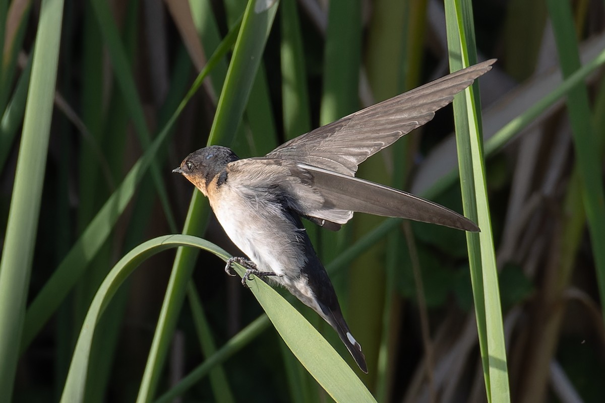 Welcome Swallow - ML646602699