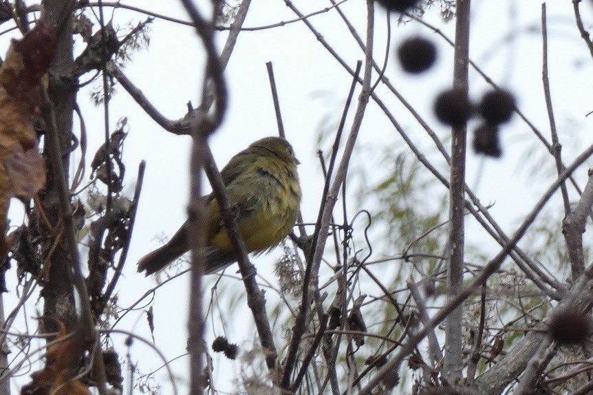 Painted Bunting - ML646602700