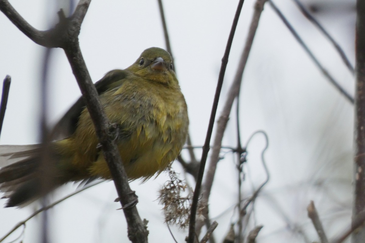 Painted Bunting - ML646602701