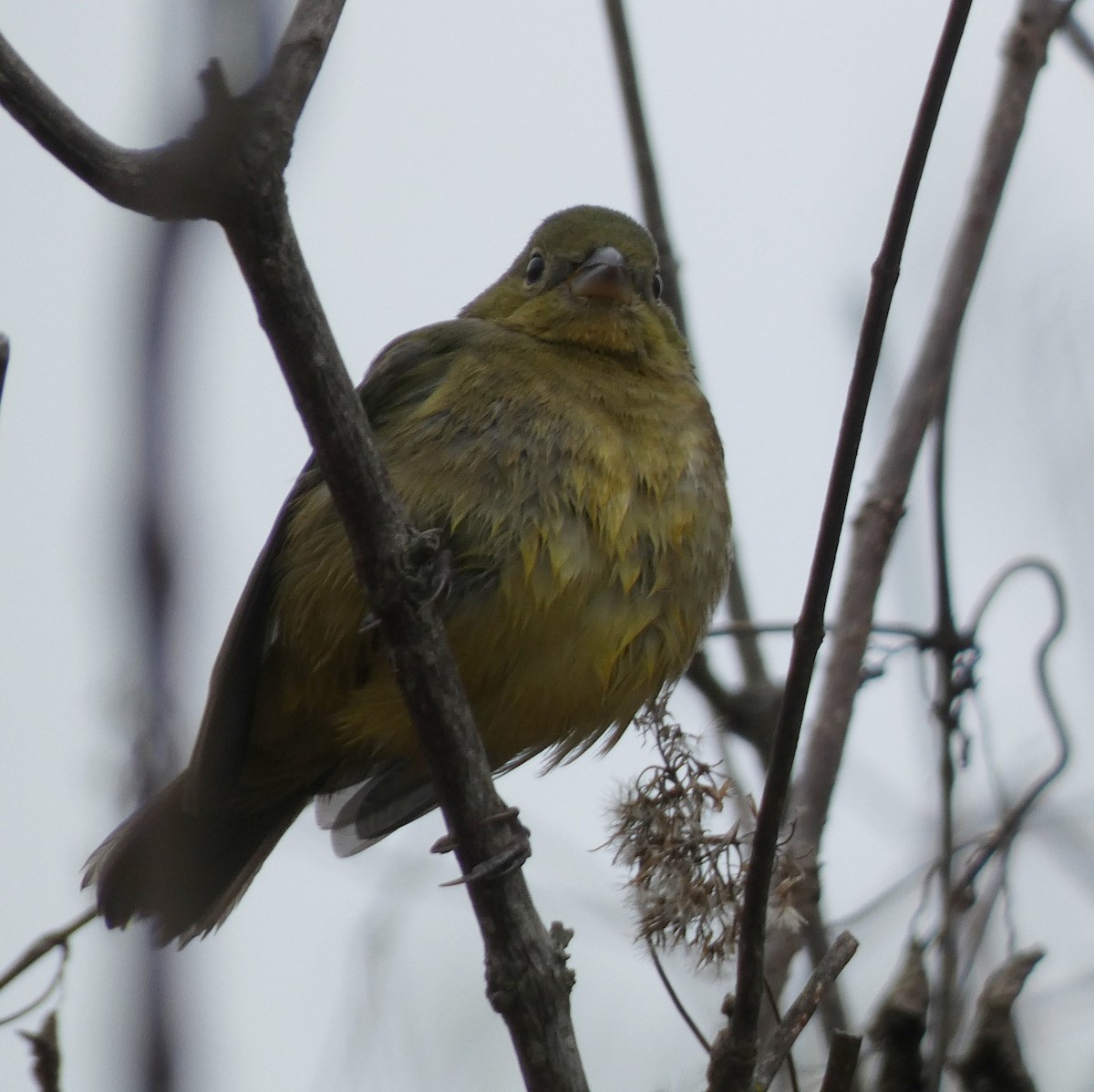 Painted Bunting - ML646602702