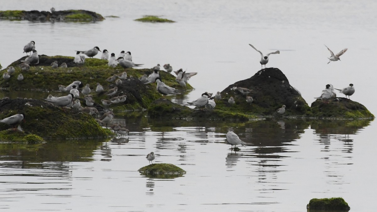 Red-necked Stint - ML646602703