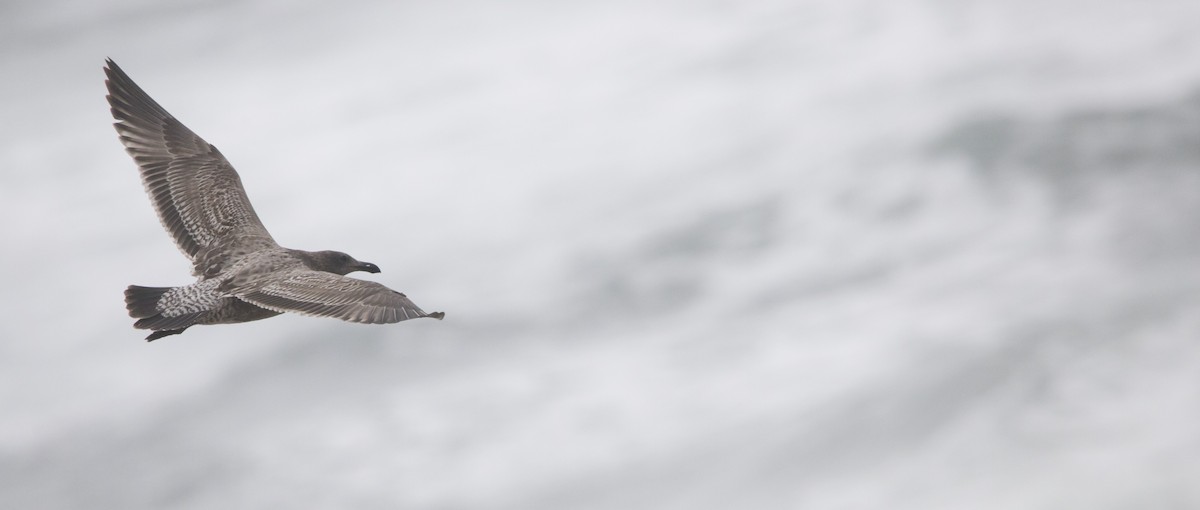 gull sp. - ML646602704