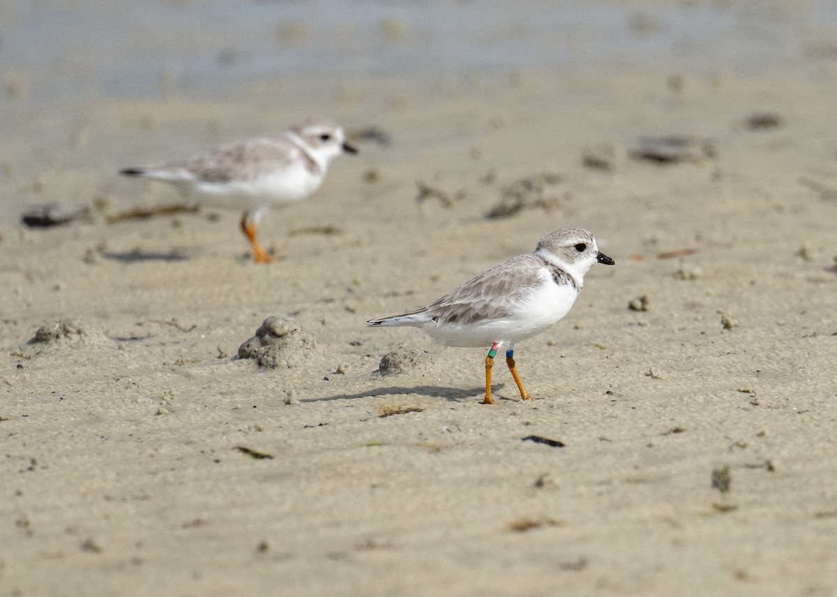 Piping Plover - ML646602706