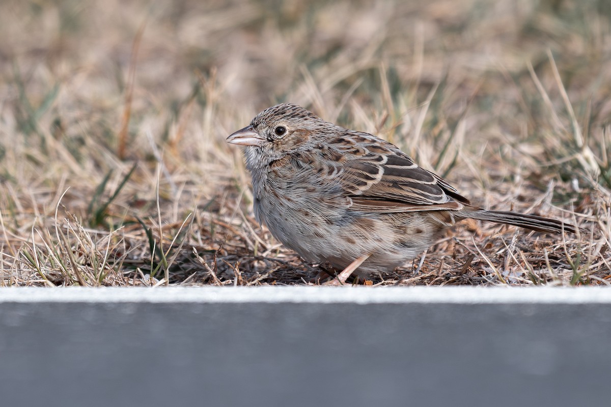 Cassin Serçesi - ML646602707