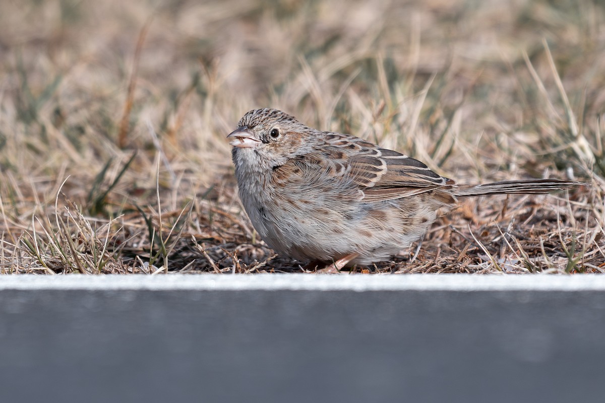 Cassin Serçesi - ML646602708