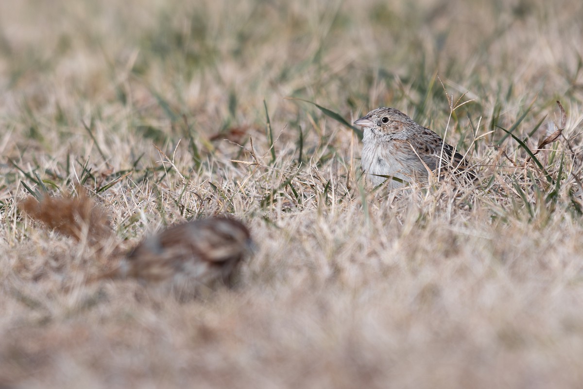 Cassin Serçesi - ML646602709