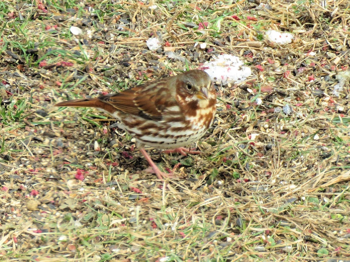 Fox Sparrow - ML646602710