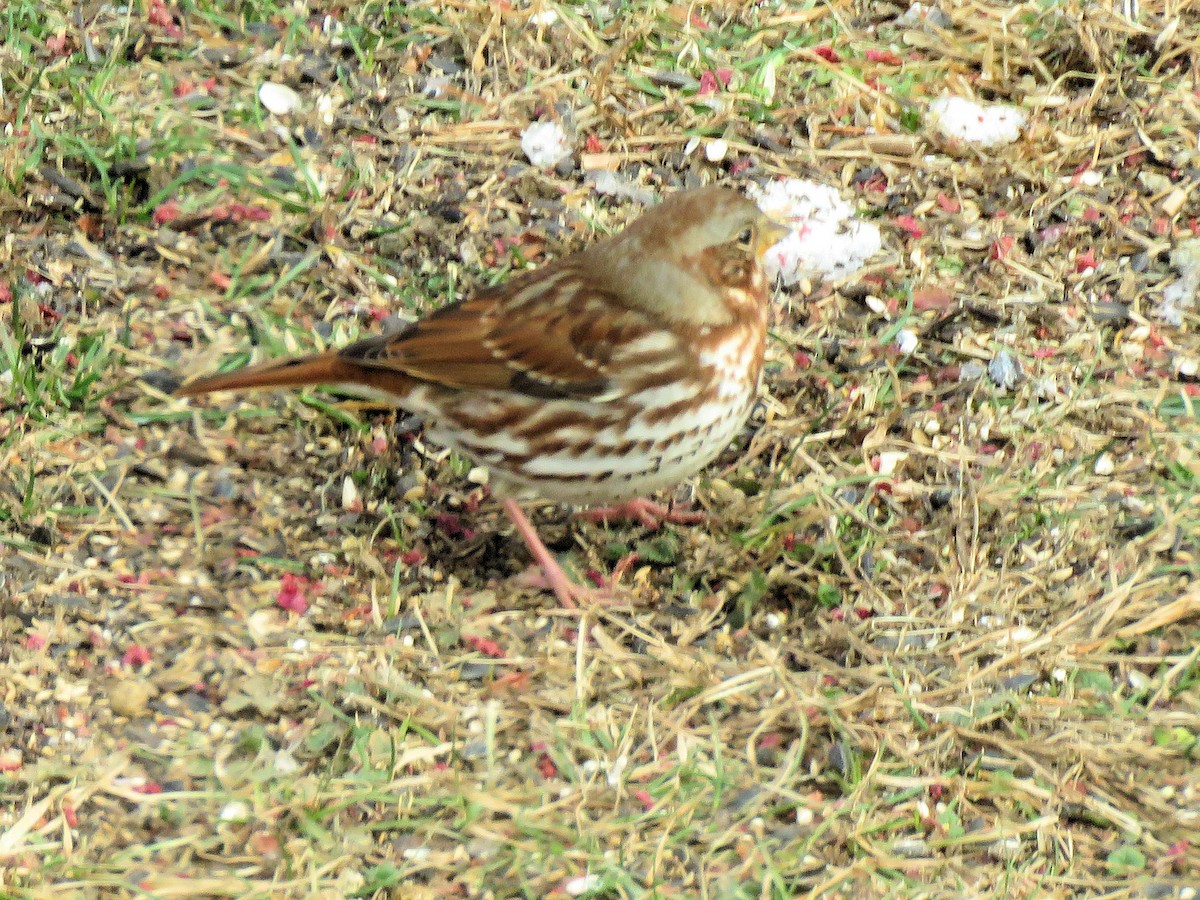 Fox Sparrow - ML646602711