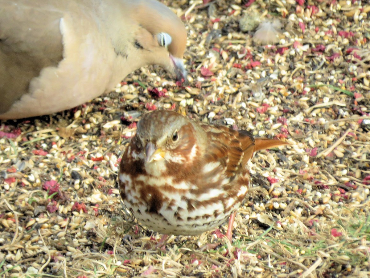 Fox Sparrow - ML646602712
