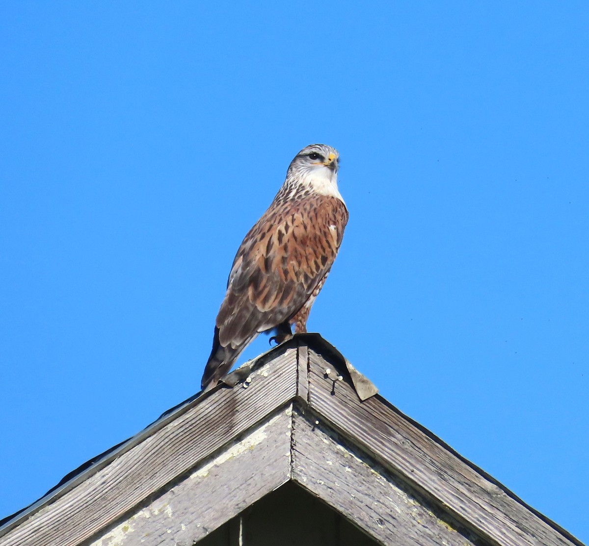 Ferruginous Hawk - ML646602713