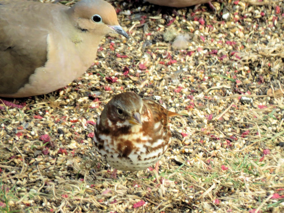 Fox Sparrow - ML646602714