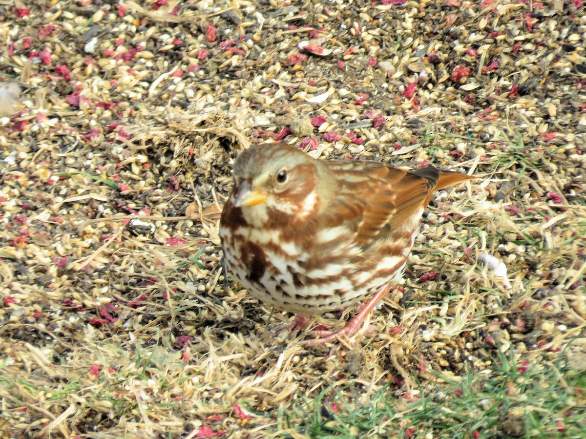 Fox Sparrow - ML646602715
