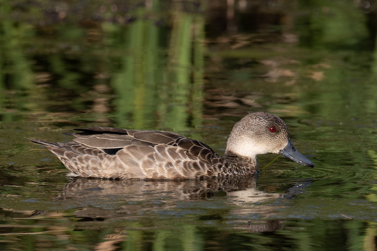 Gray Teal - ML646602716