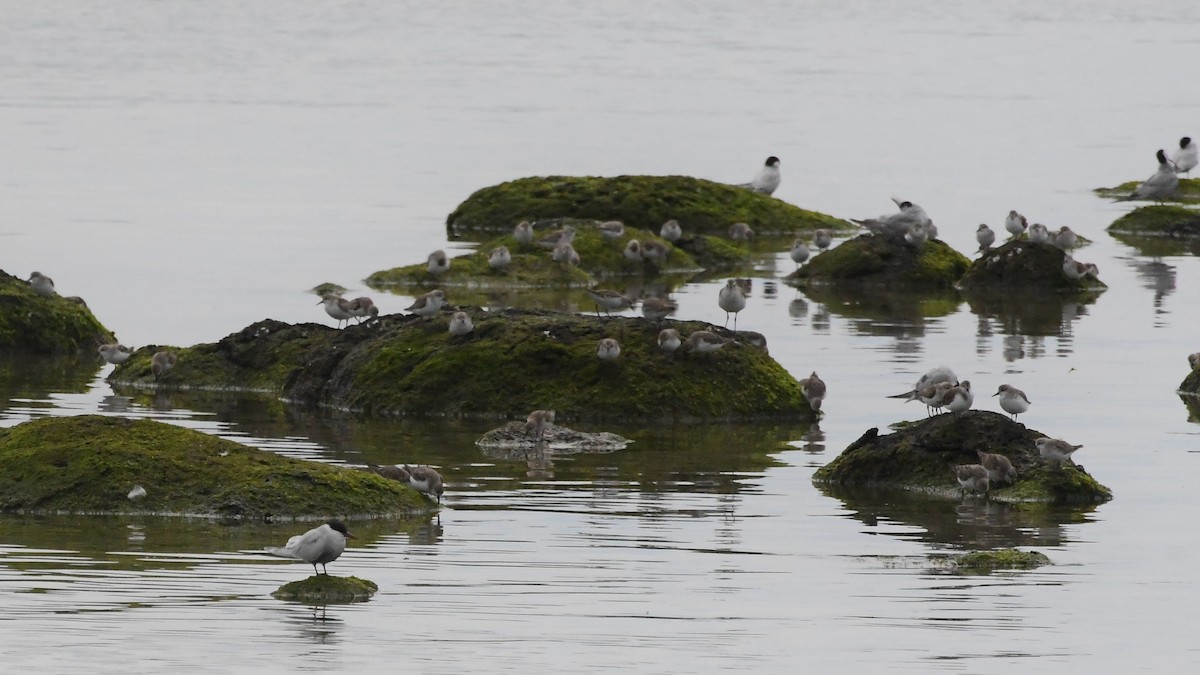 Red-necked Stint - ML646602718