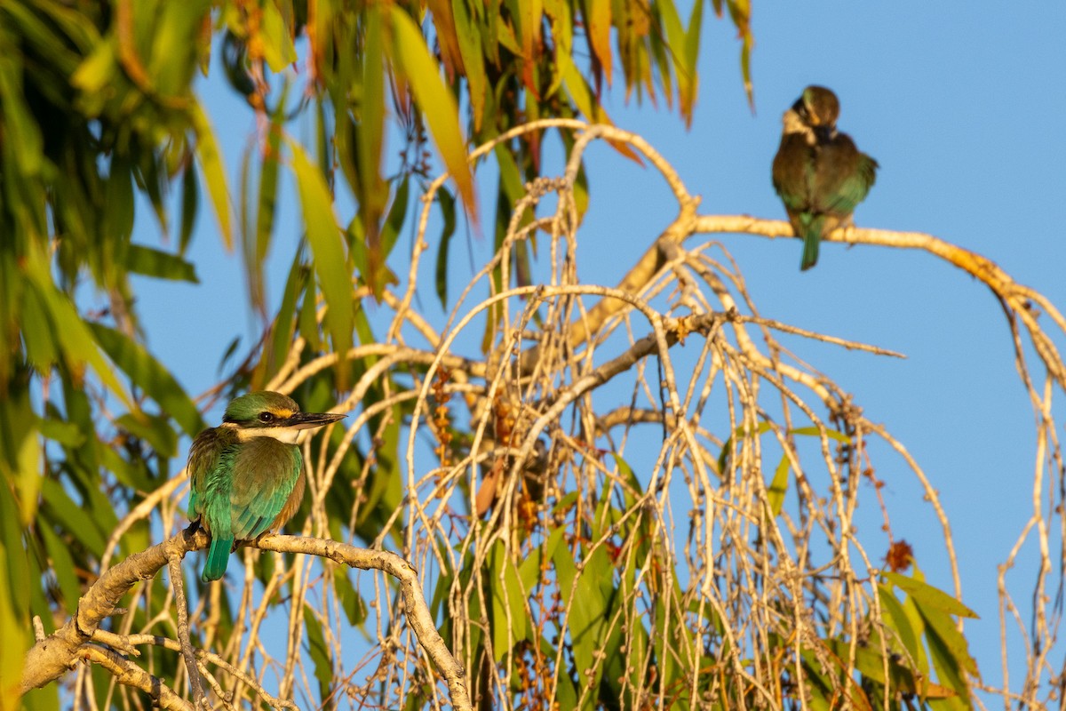 Sacred Kingfisher - ML646602719