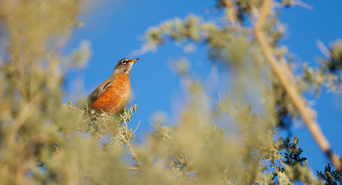 American Robin - ML646602720