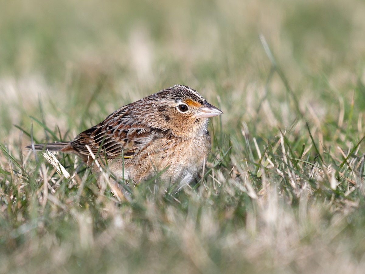 Çekirge Sesli Çayır Serçesi - ML646602721