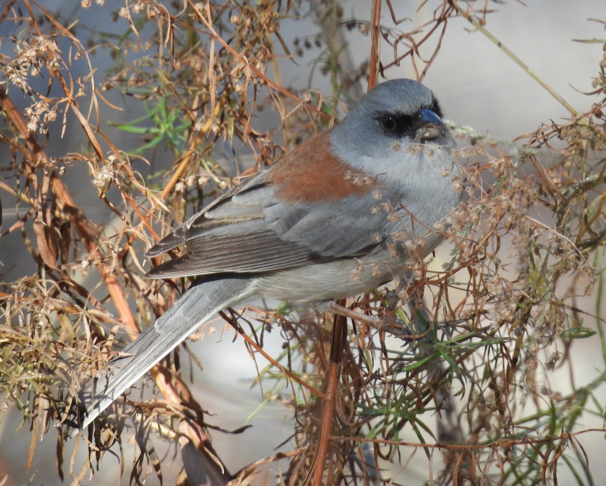 Юнко сірий (підвид dorsalis) - ML646602722