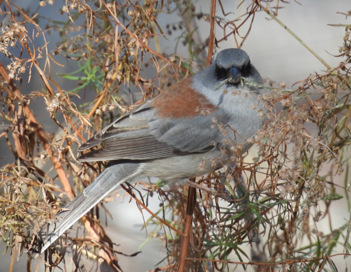 Юнко сірий (підвид dorsalis) - ML646602723