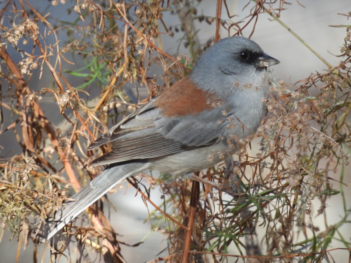 Юнко сірий (підвид dorsalis) - ML646602724