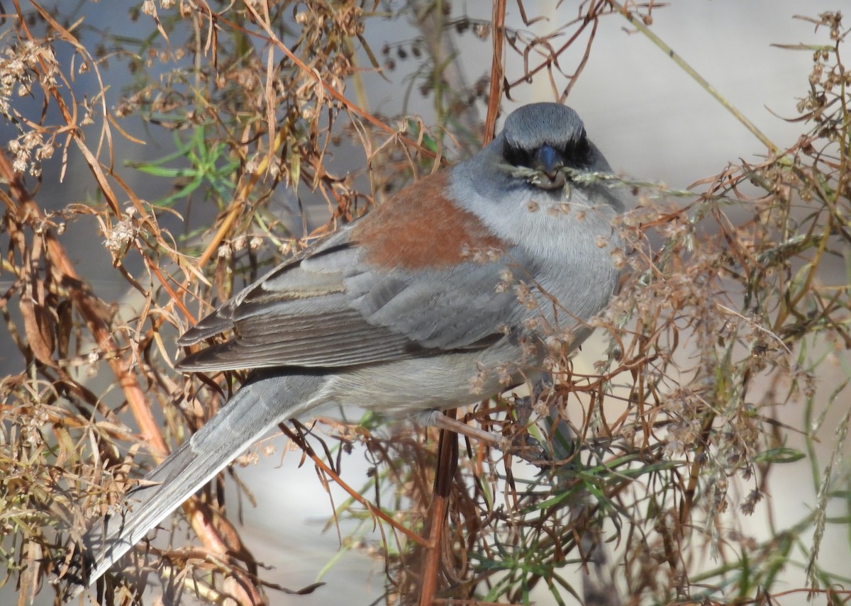 Юнко сірий (підвид dorsalis) - ML646602725