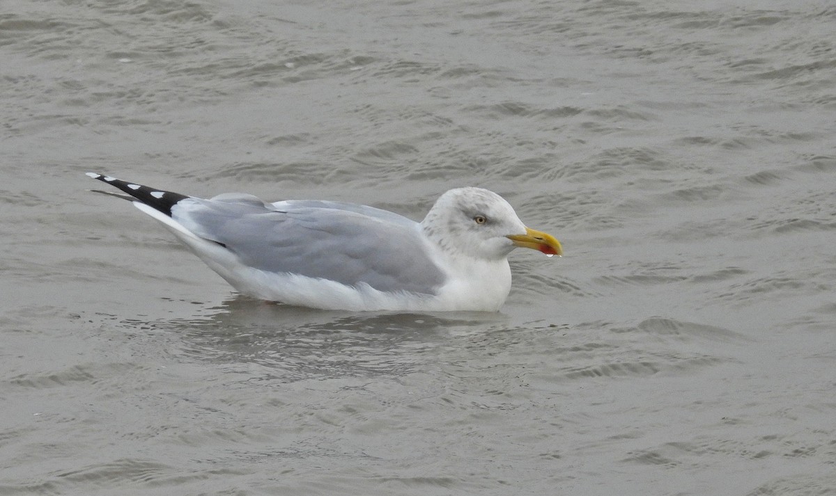 European Herring Gull - ML646602726