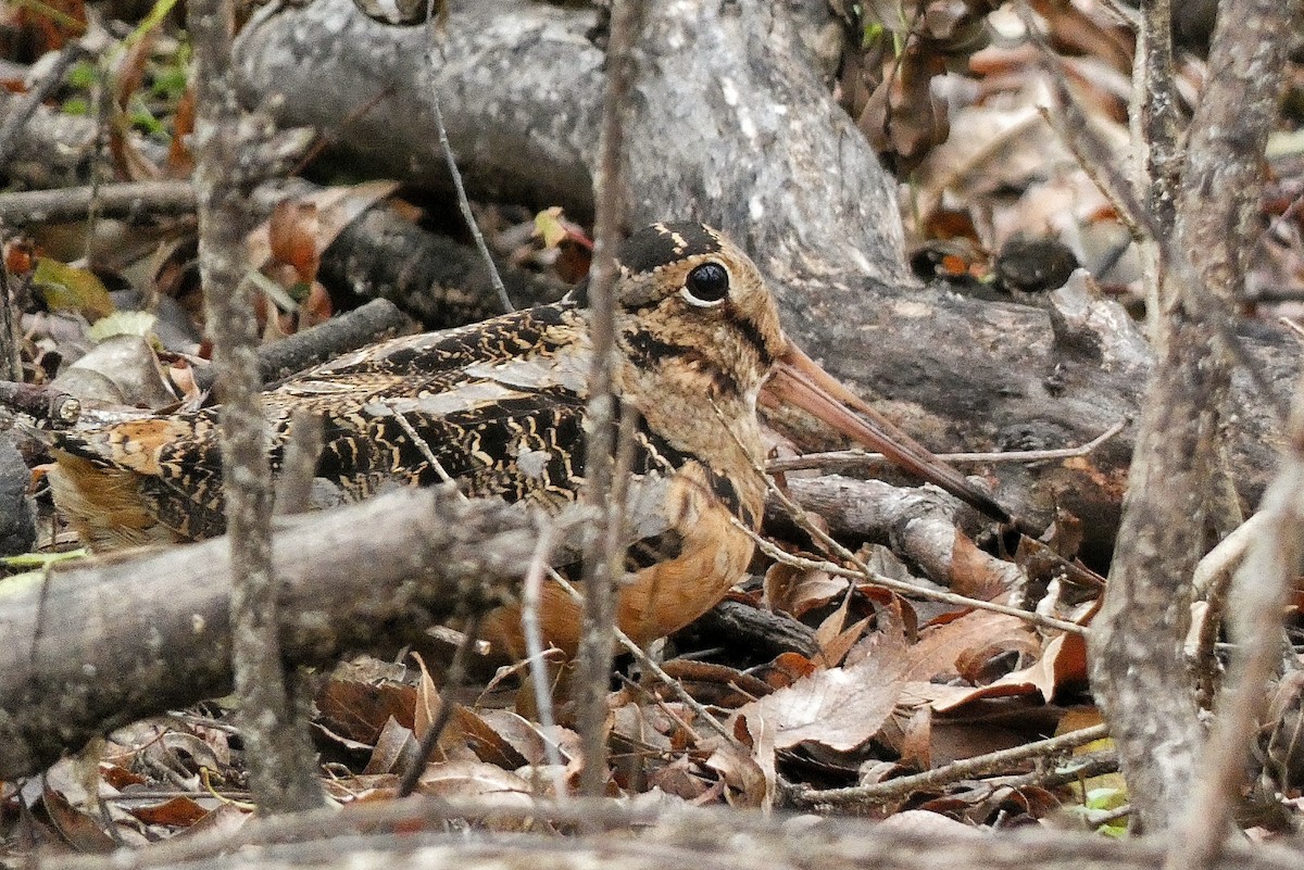 American Woodcock - ML646602727