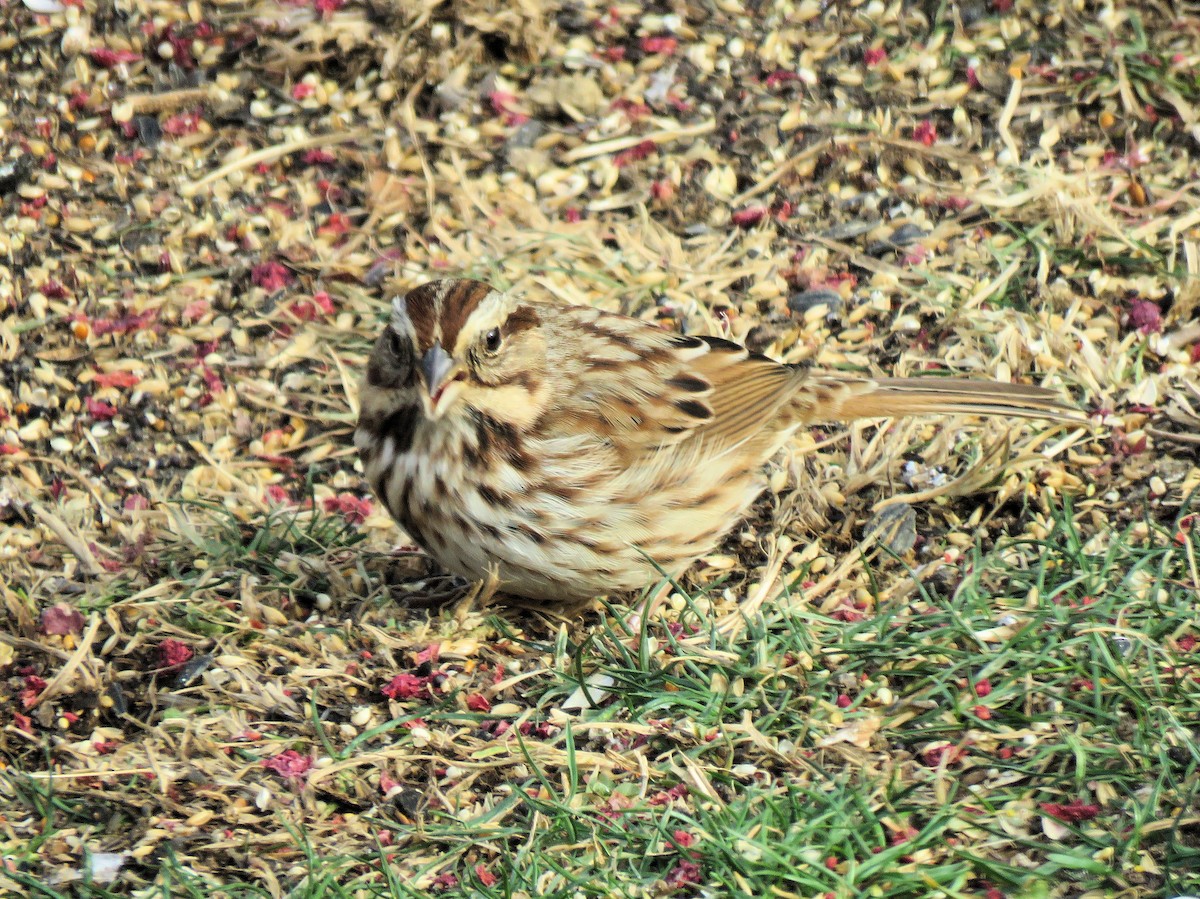 Song Sparrow - ML646602734