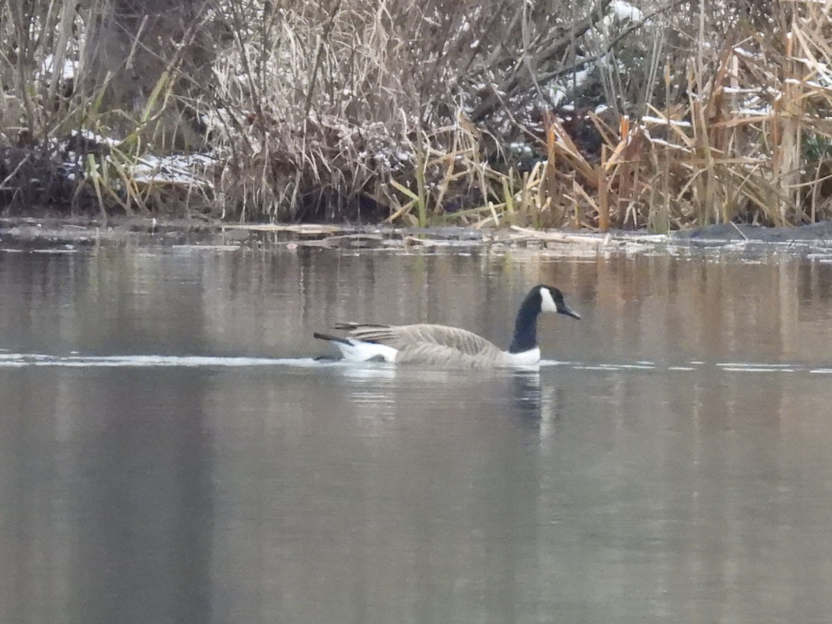 Canada Goose - ML646602735