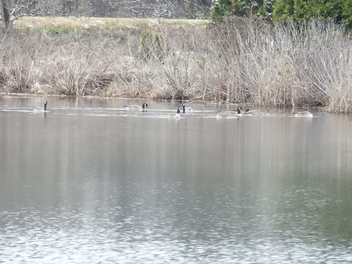 Canada Goose - ML646602736