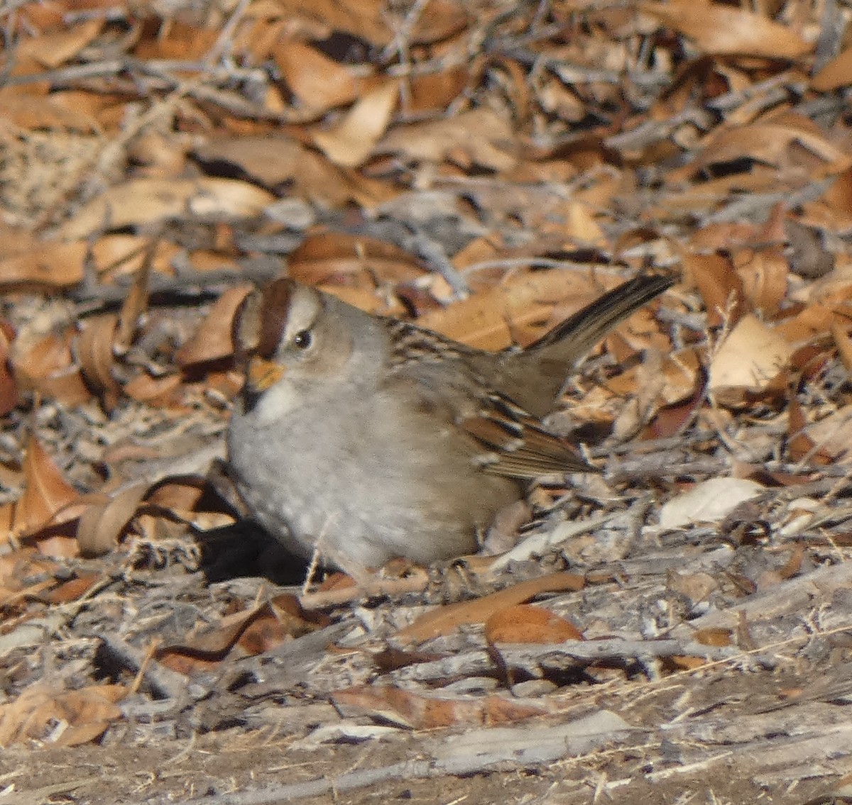 White-crowned Sparrow (Gambel's) - ML646602738