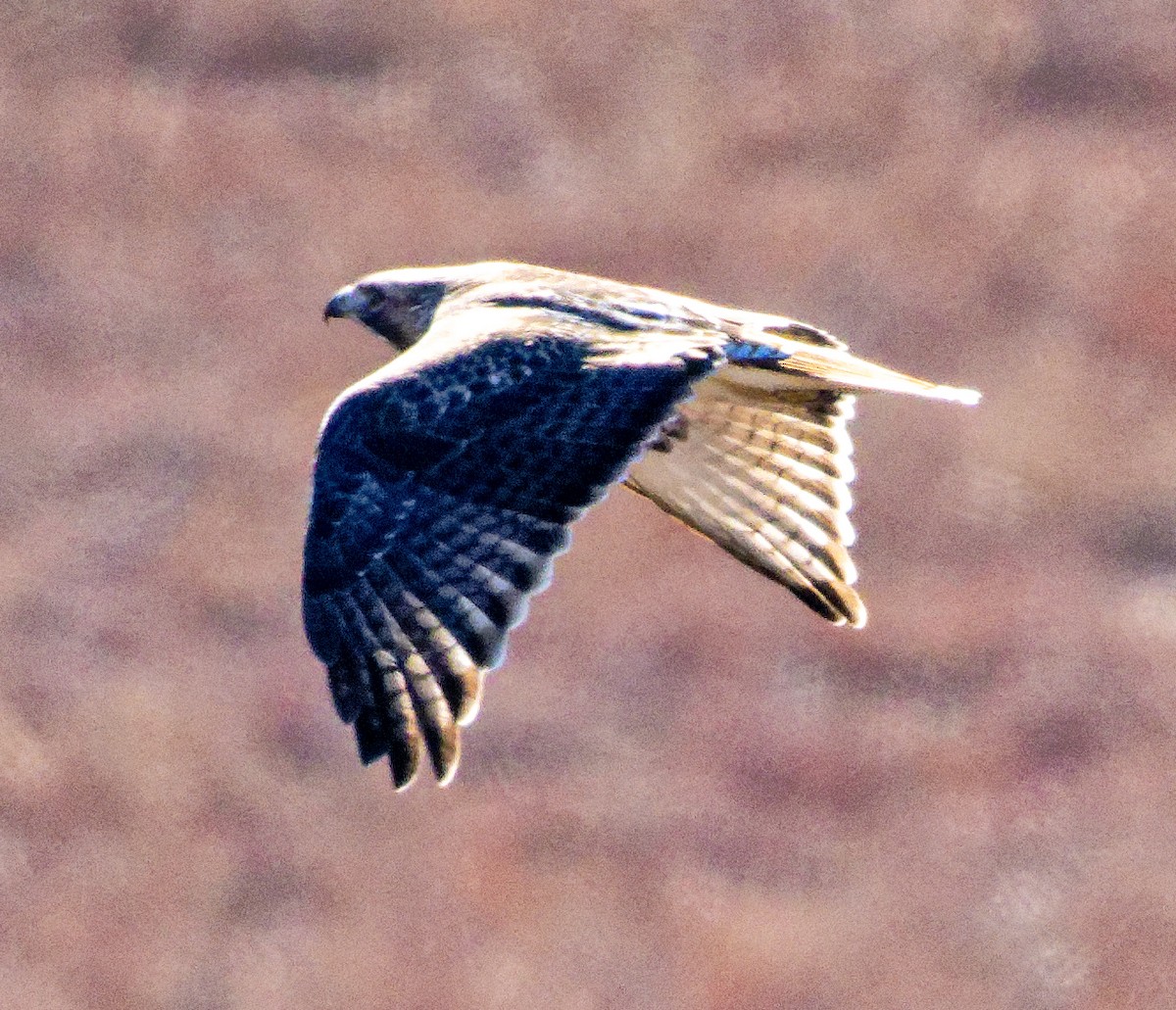 Краснохвостый канюк (borealis) - ML646602742