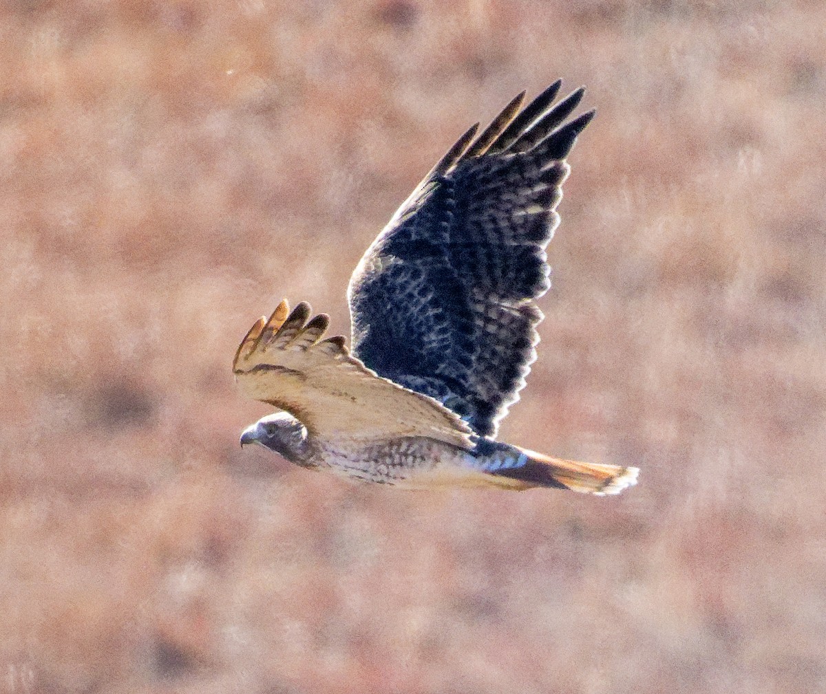 Краснохвостый канюк (borealis) - ML646602743