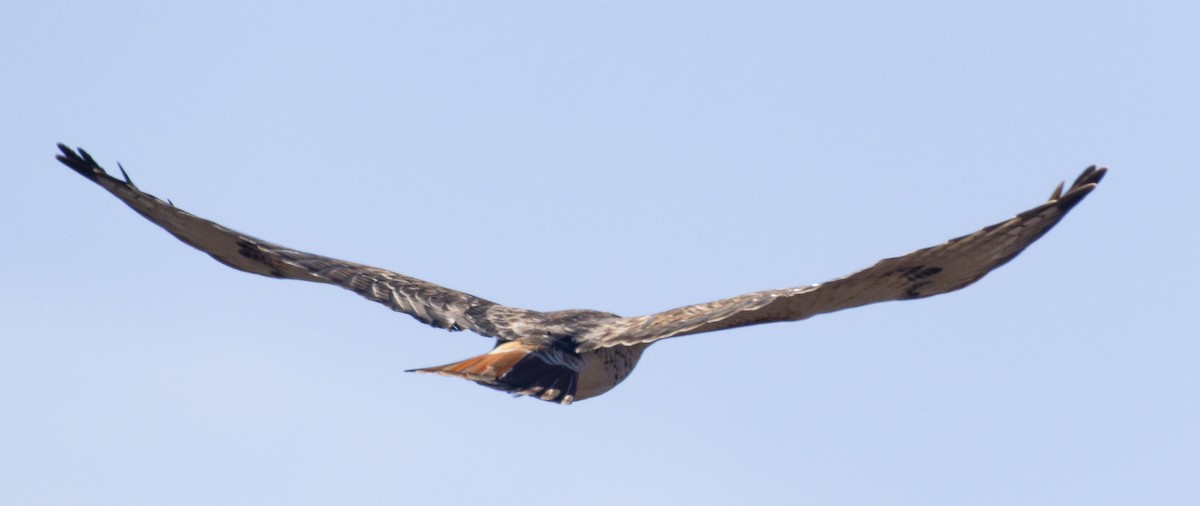 Краснохвостый канюк (borealis) - ML646602744