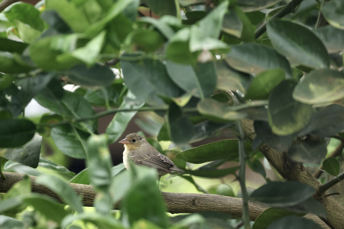 Crimson-breasted Finch - ML646602745