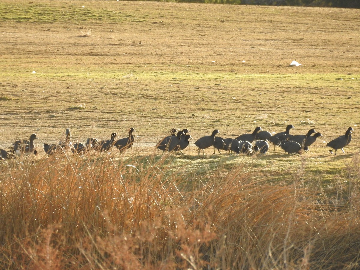 American Coot - ML646602749