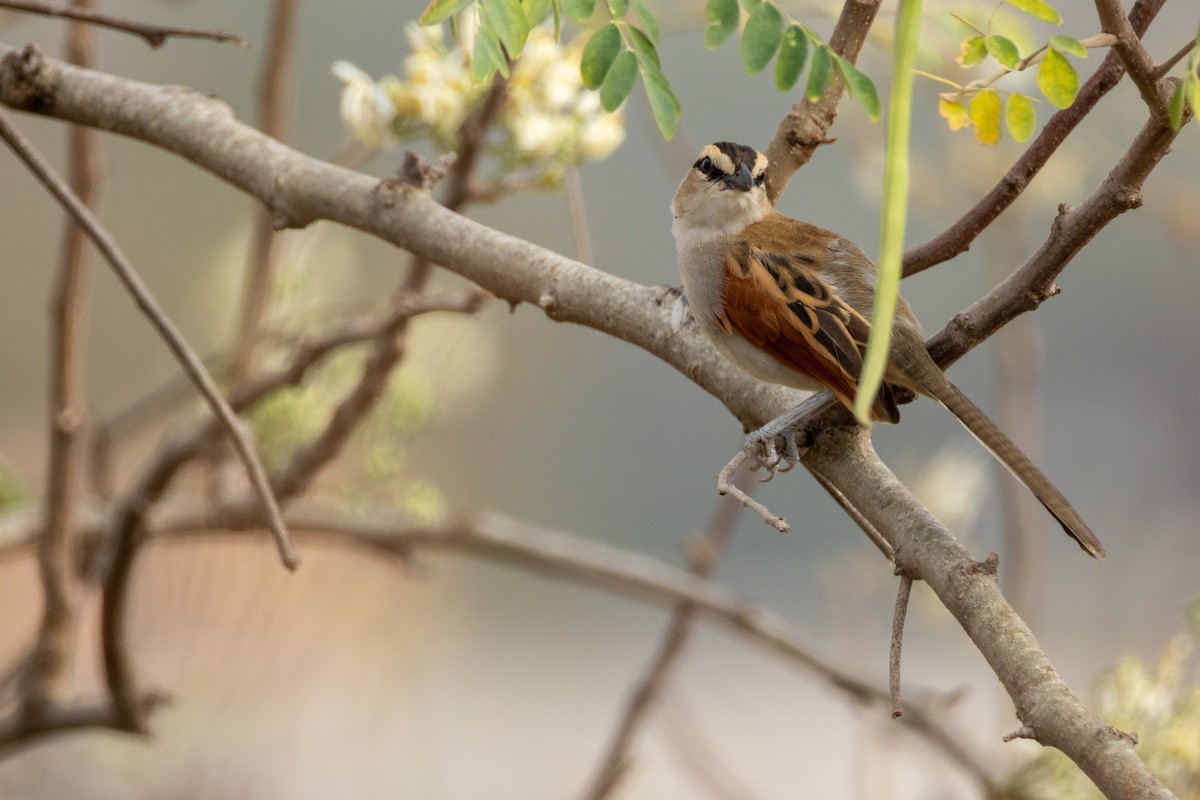 Black-crowned Tchagra - ML646602750