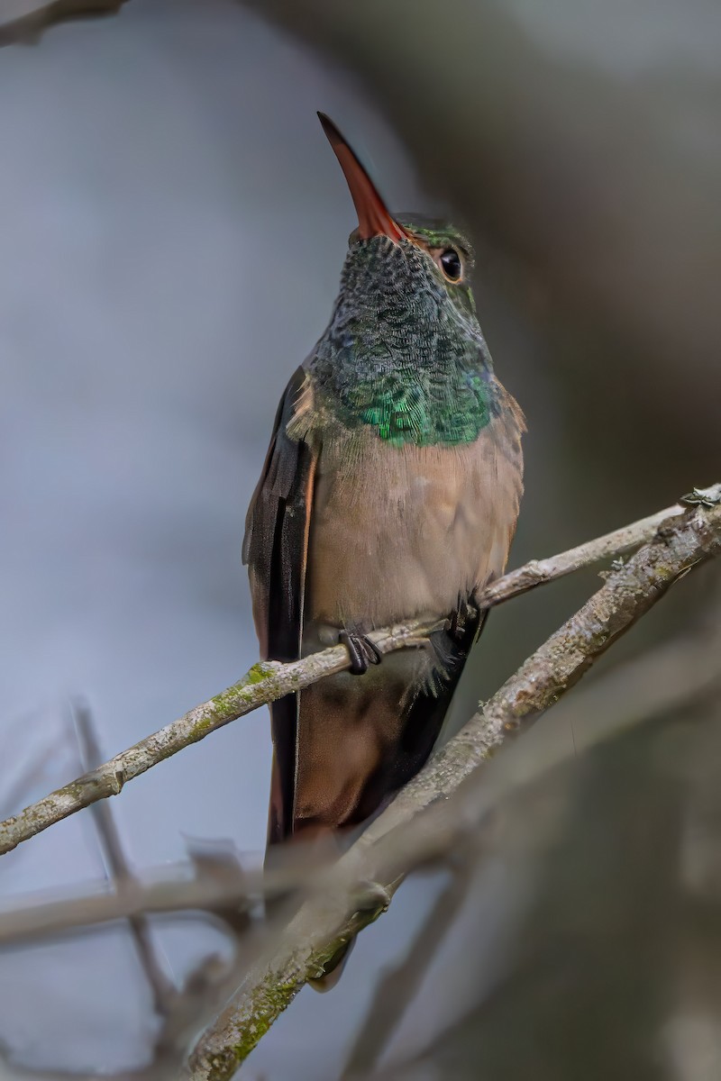 Buff-bellied Hummingbird - ML646602753