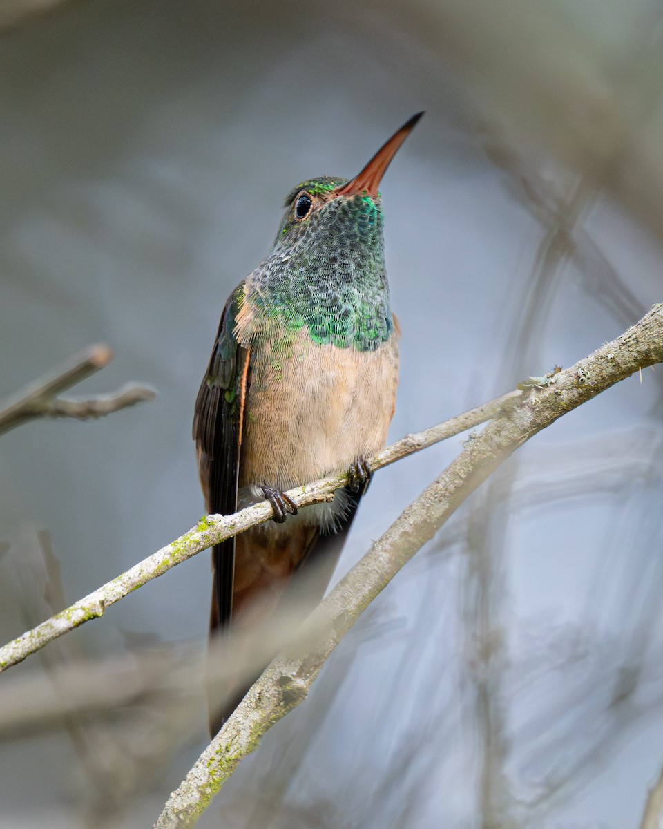 Buff-bellied Hummingbird - ML646602754