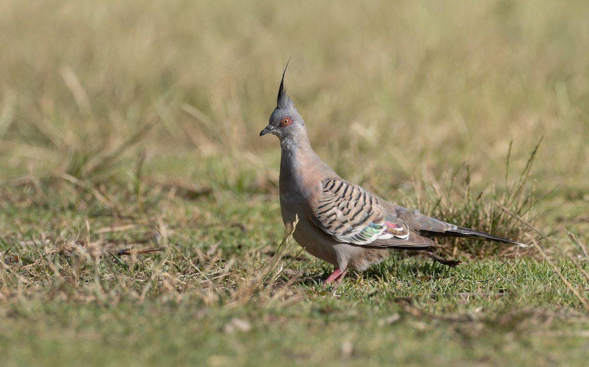 Crested Pigeon - ML646602755