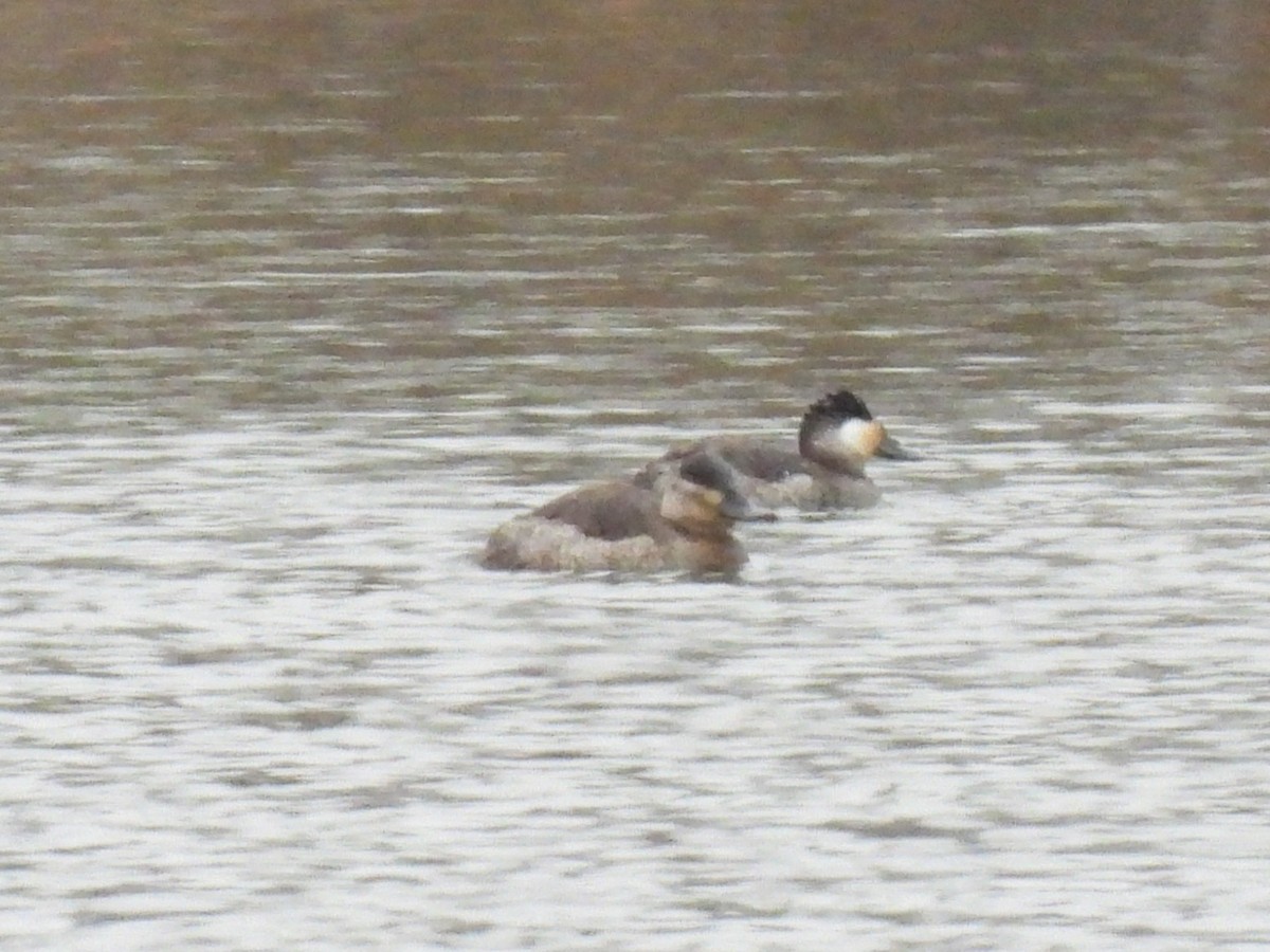 Ruddy Duck - ML646602756