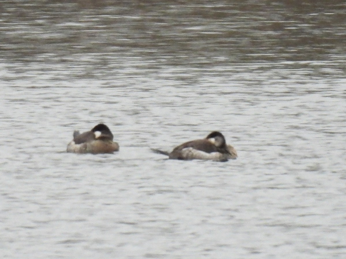 Ruddy Duck - ML646602757