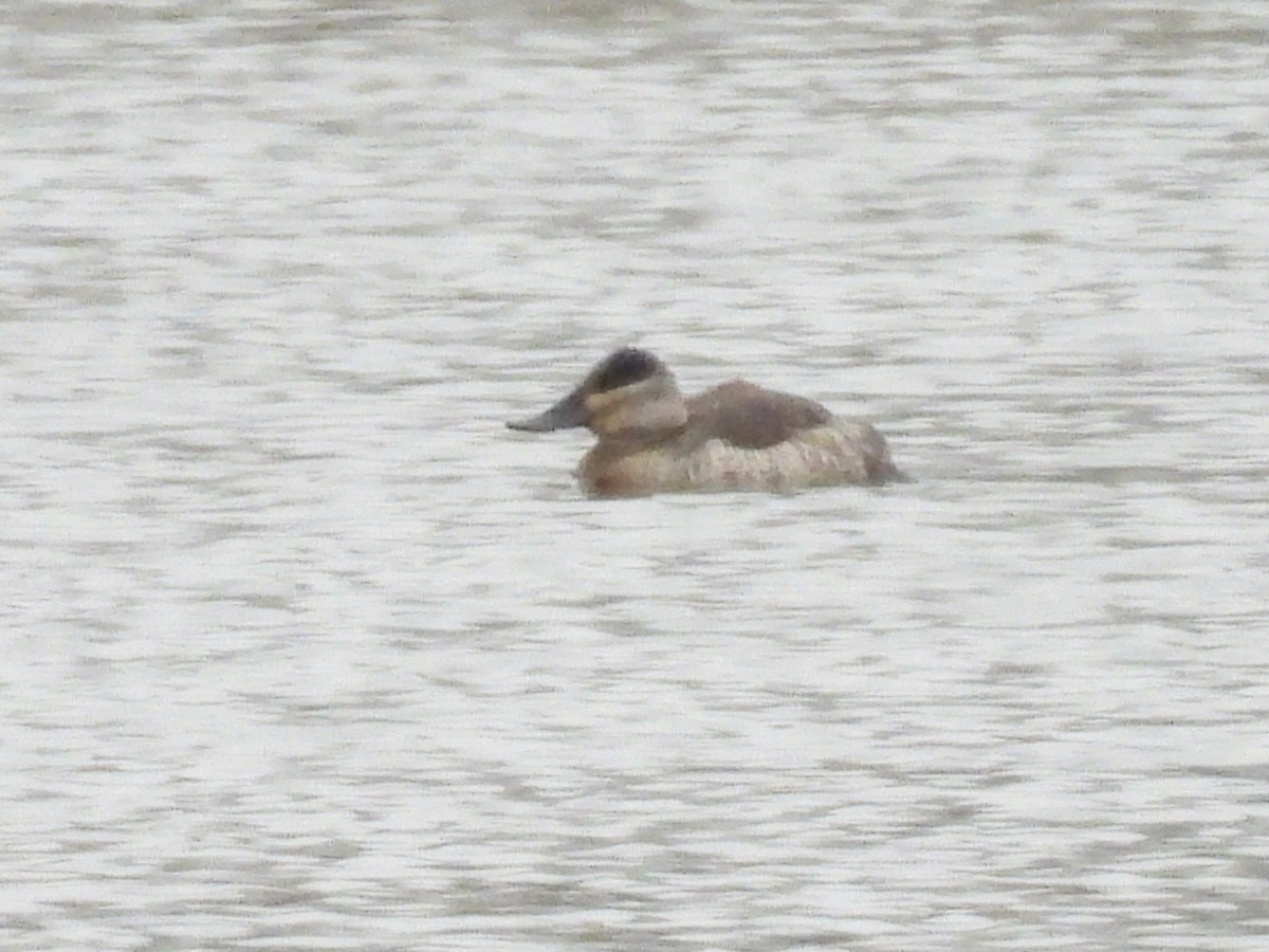 Ruddy Duck - ML646602758