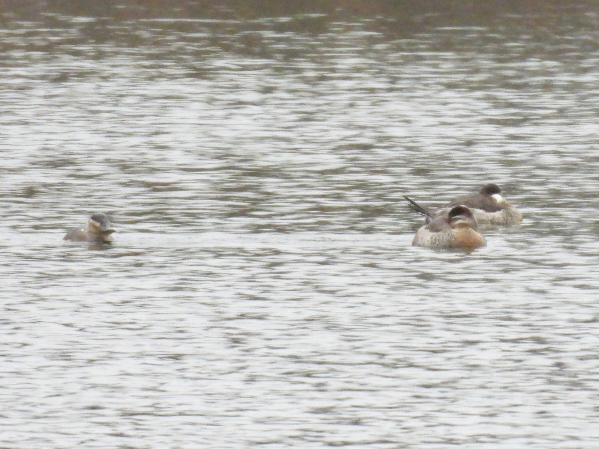 Ruddy Duck - ML646602760