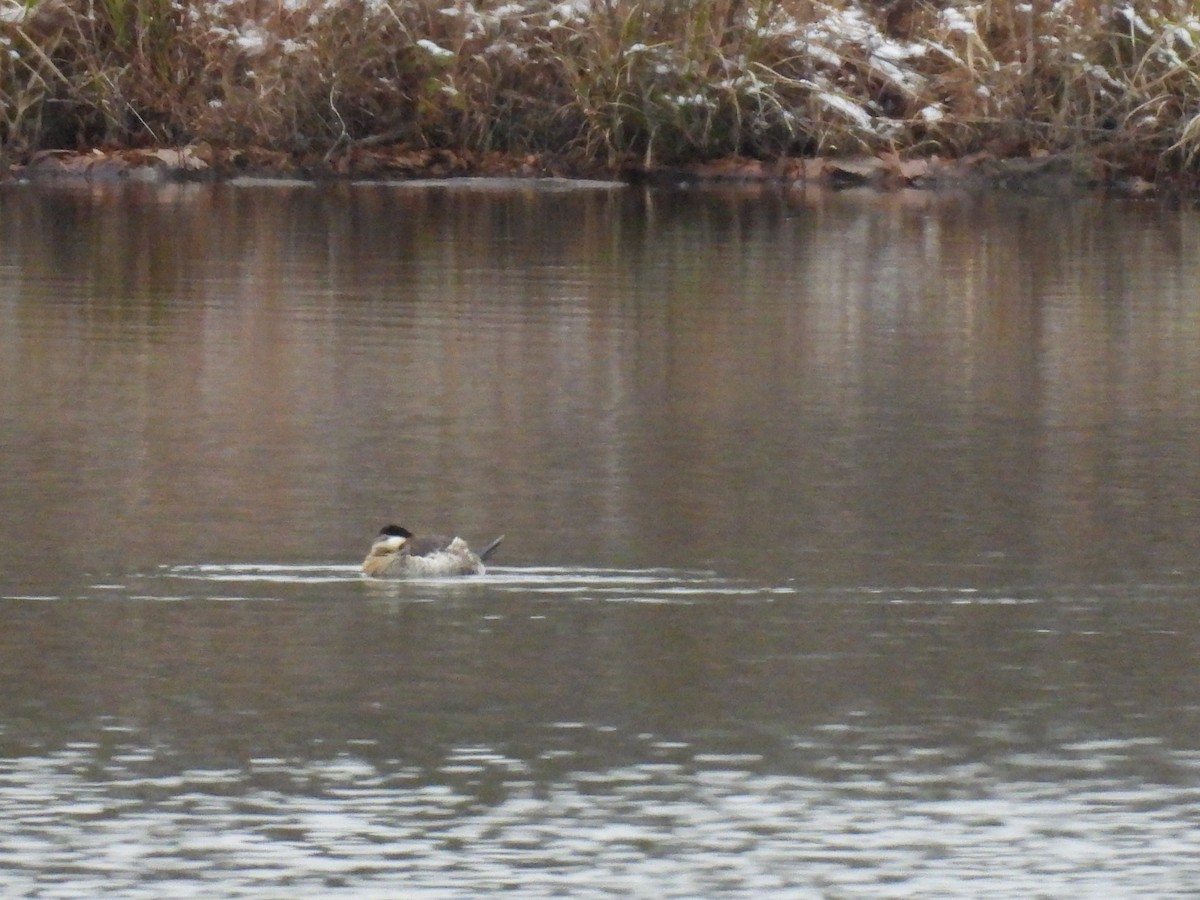 Ruddy Duck - ML646602761